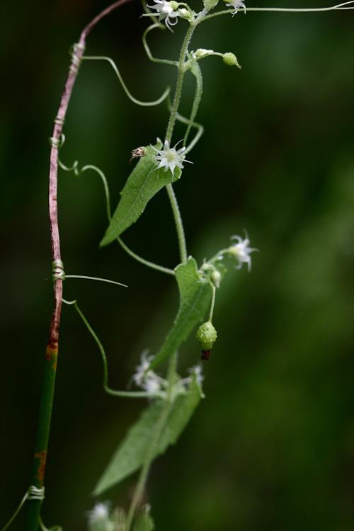 뚜껑덩굴 이미지