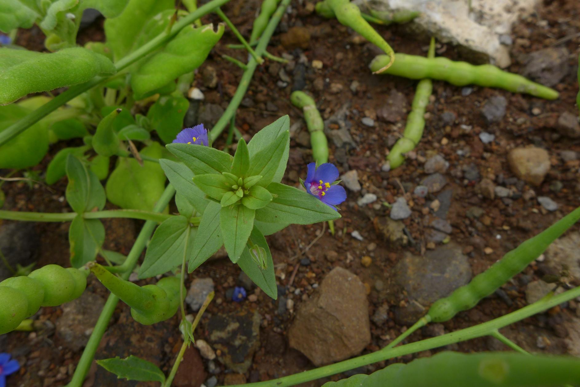 뚜껑별꽃 이미지