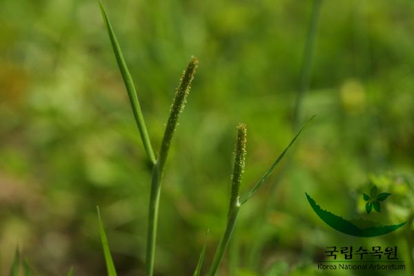 뚝새풀 이미지