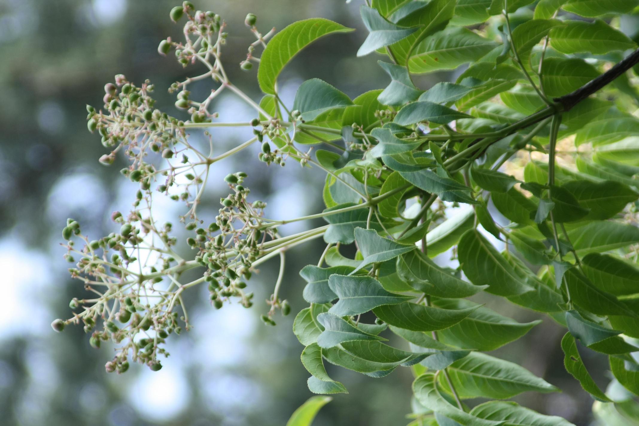 말오줌때 이미지