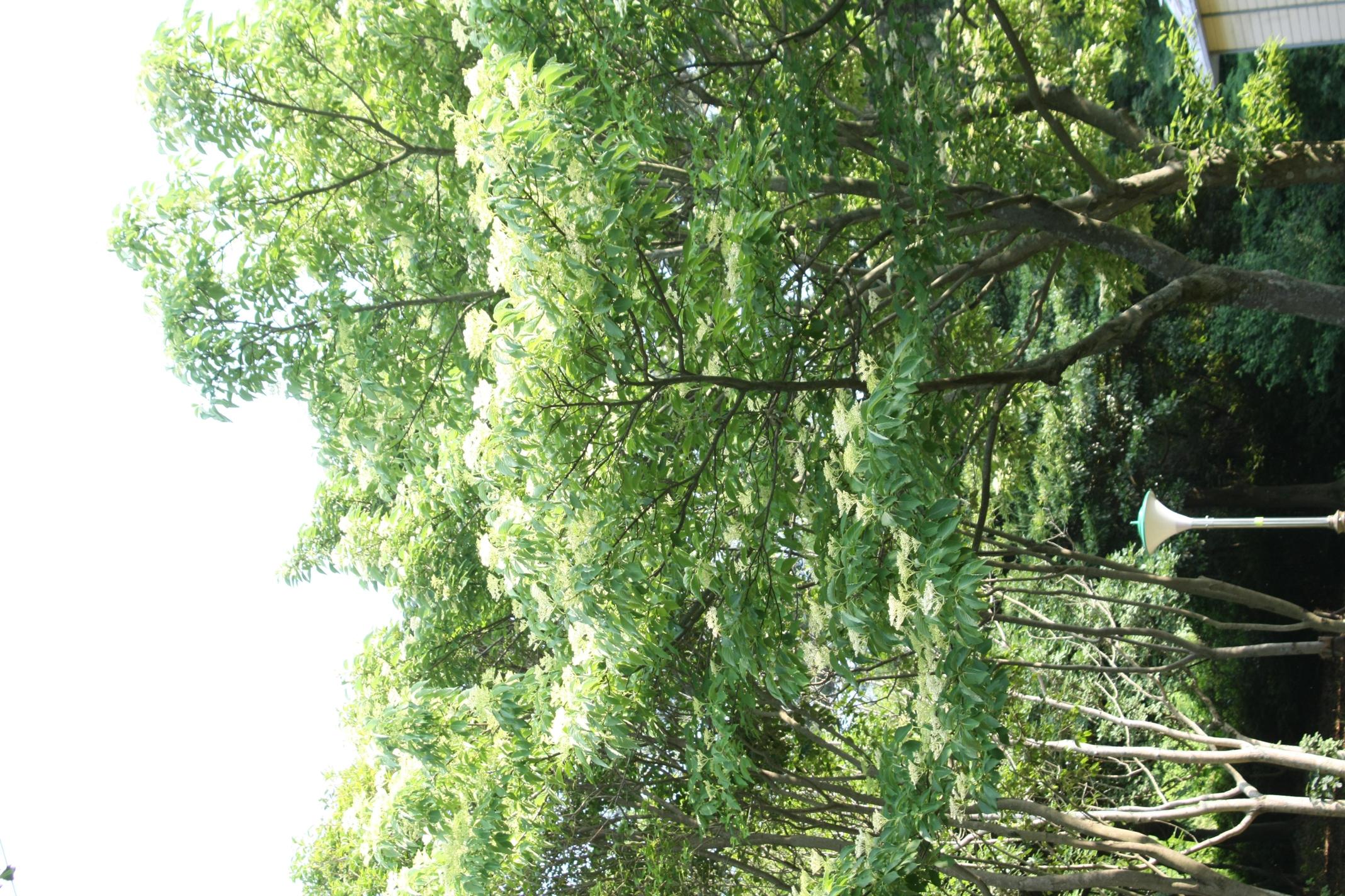 말채나무 이미지