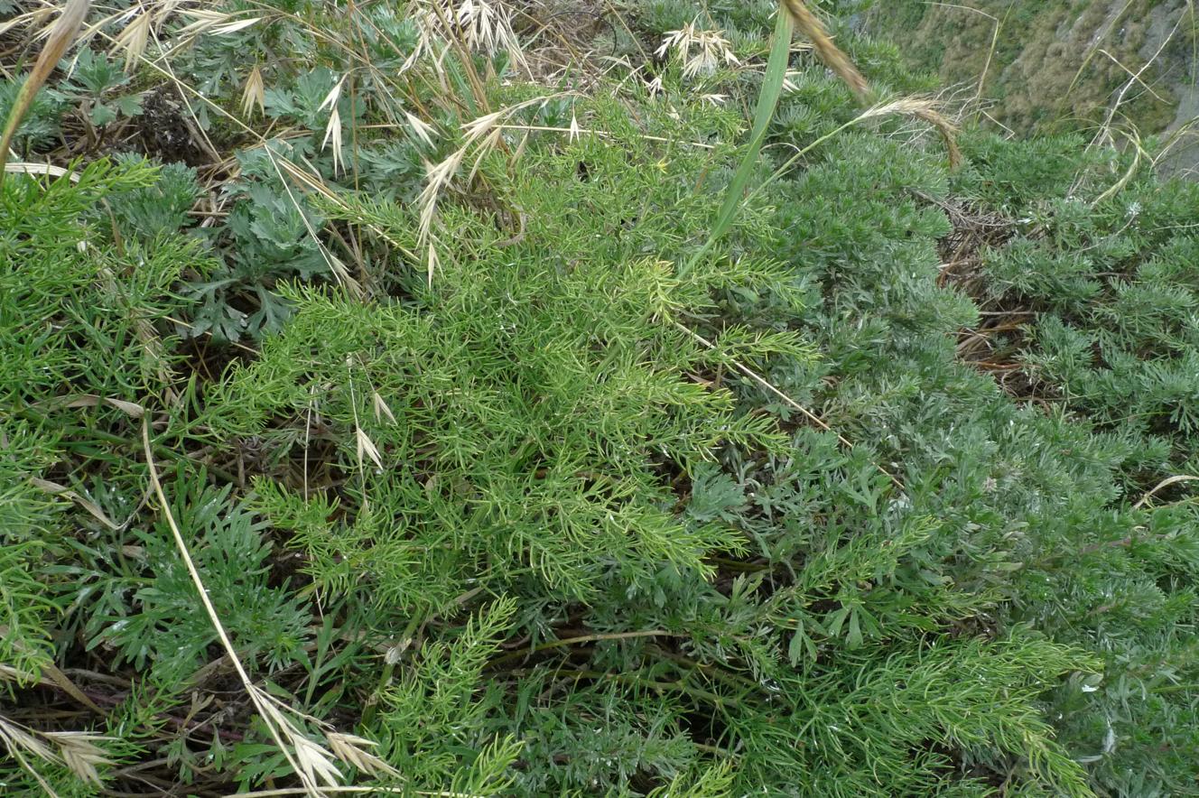 망적천문동 이미지