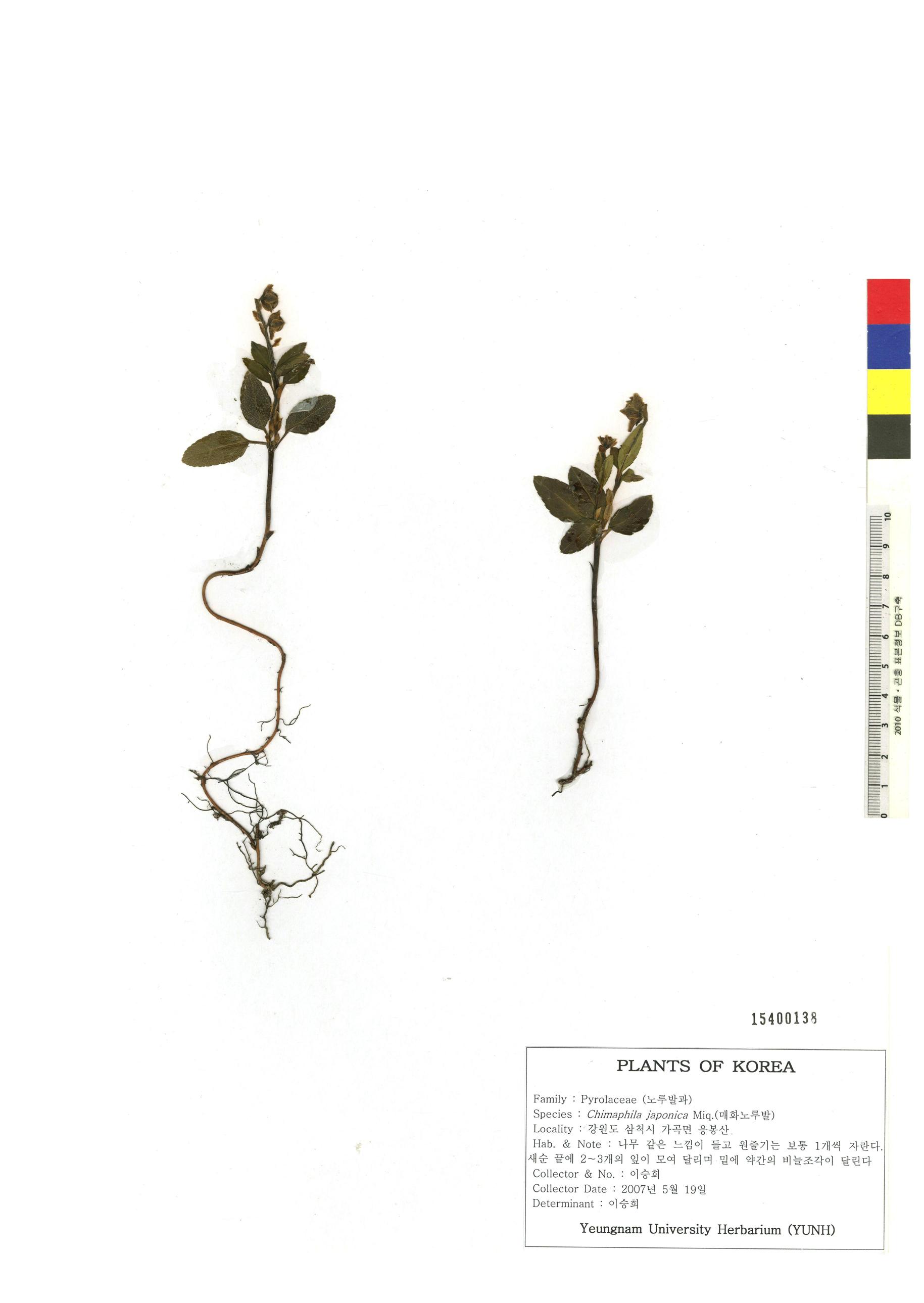매화노루발 이미지