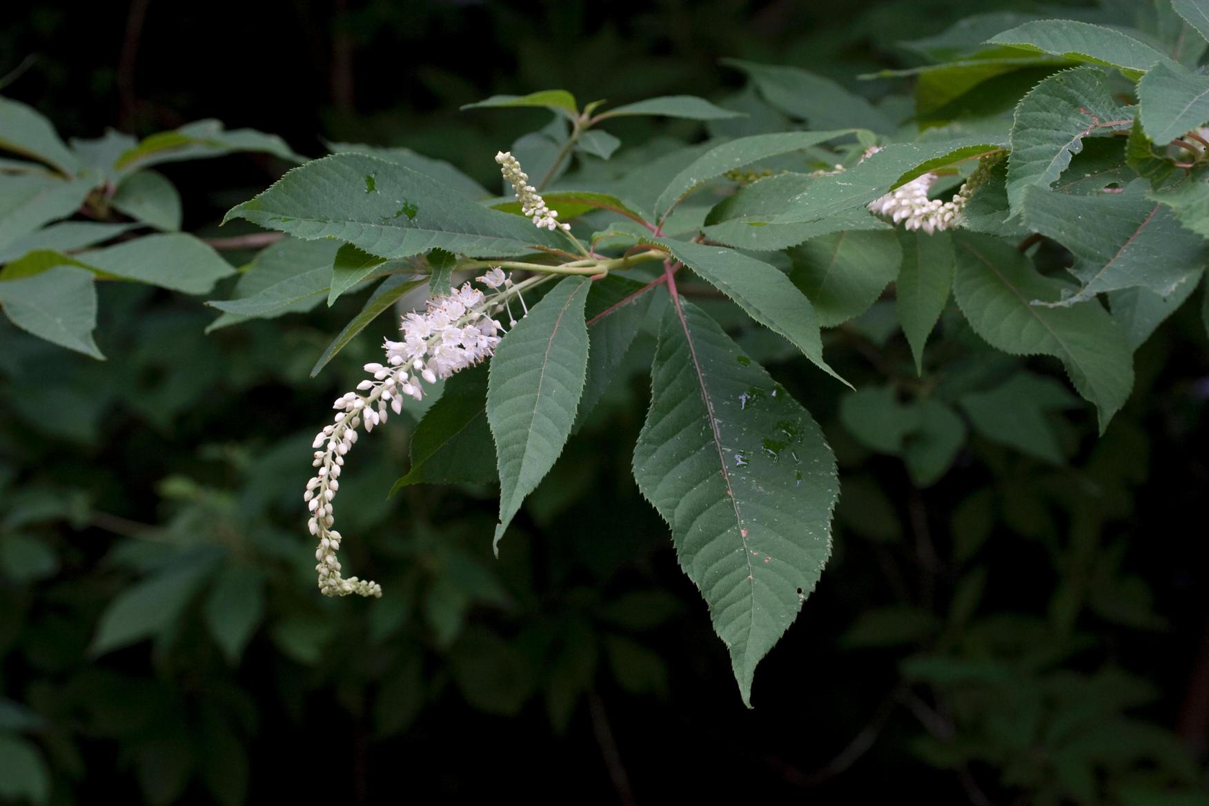 매화오리나무 이미지