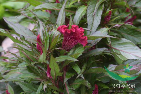 맨드라미 이미지