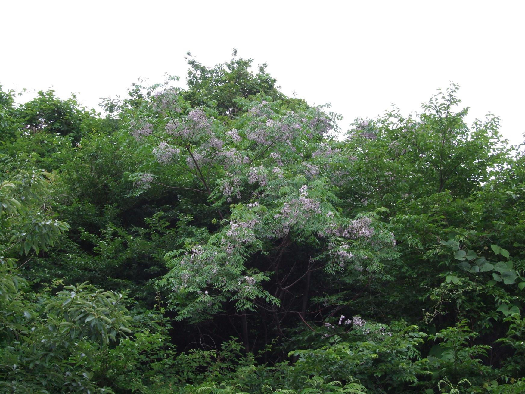 멀구슬나무 이미지