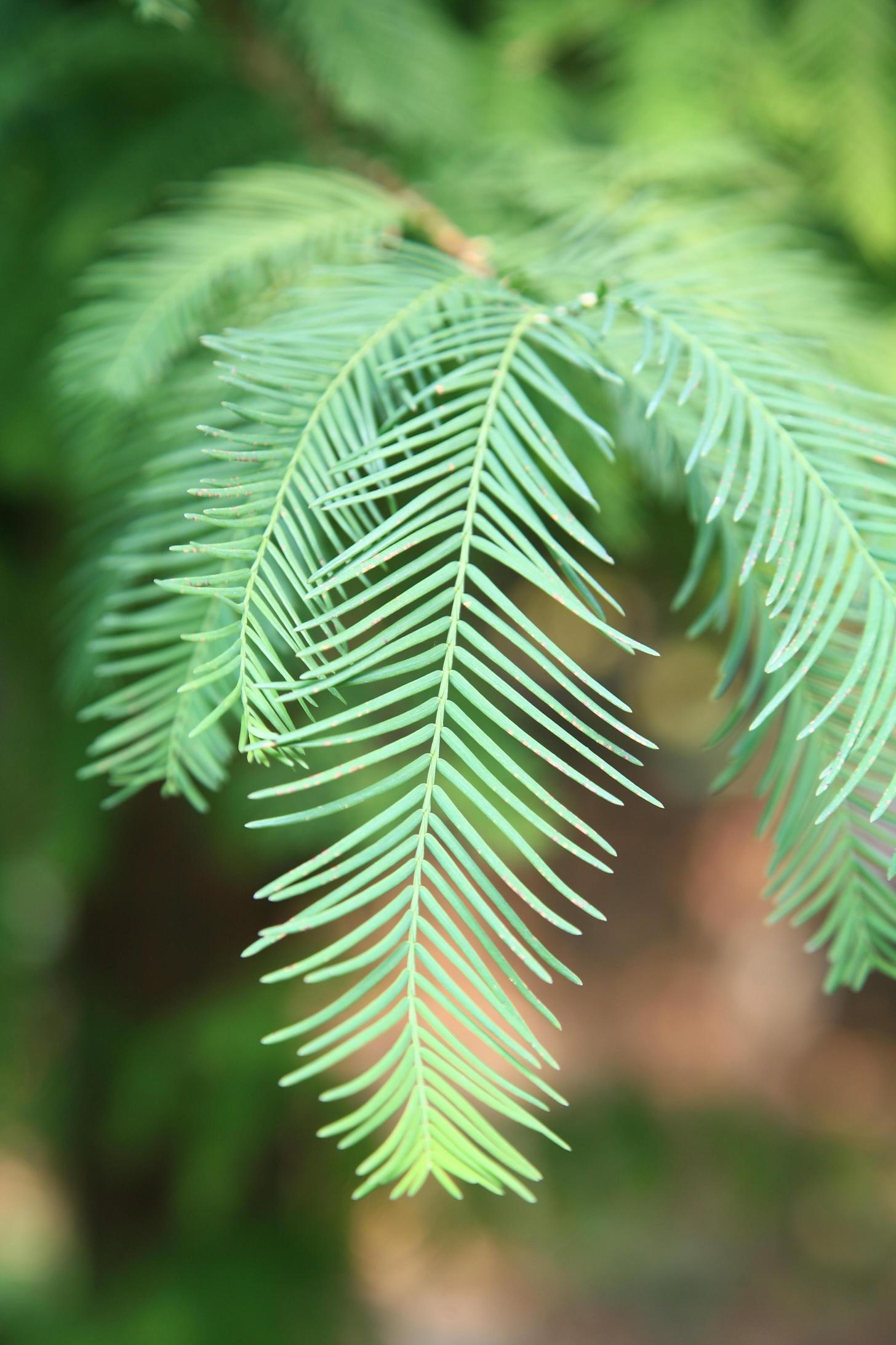 메타세쿼이아 이미지