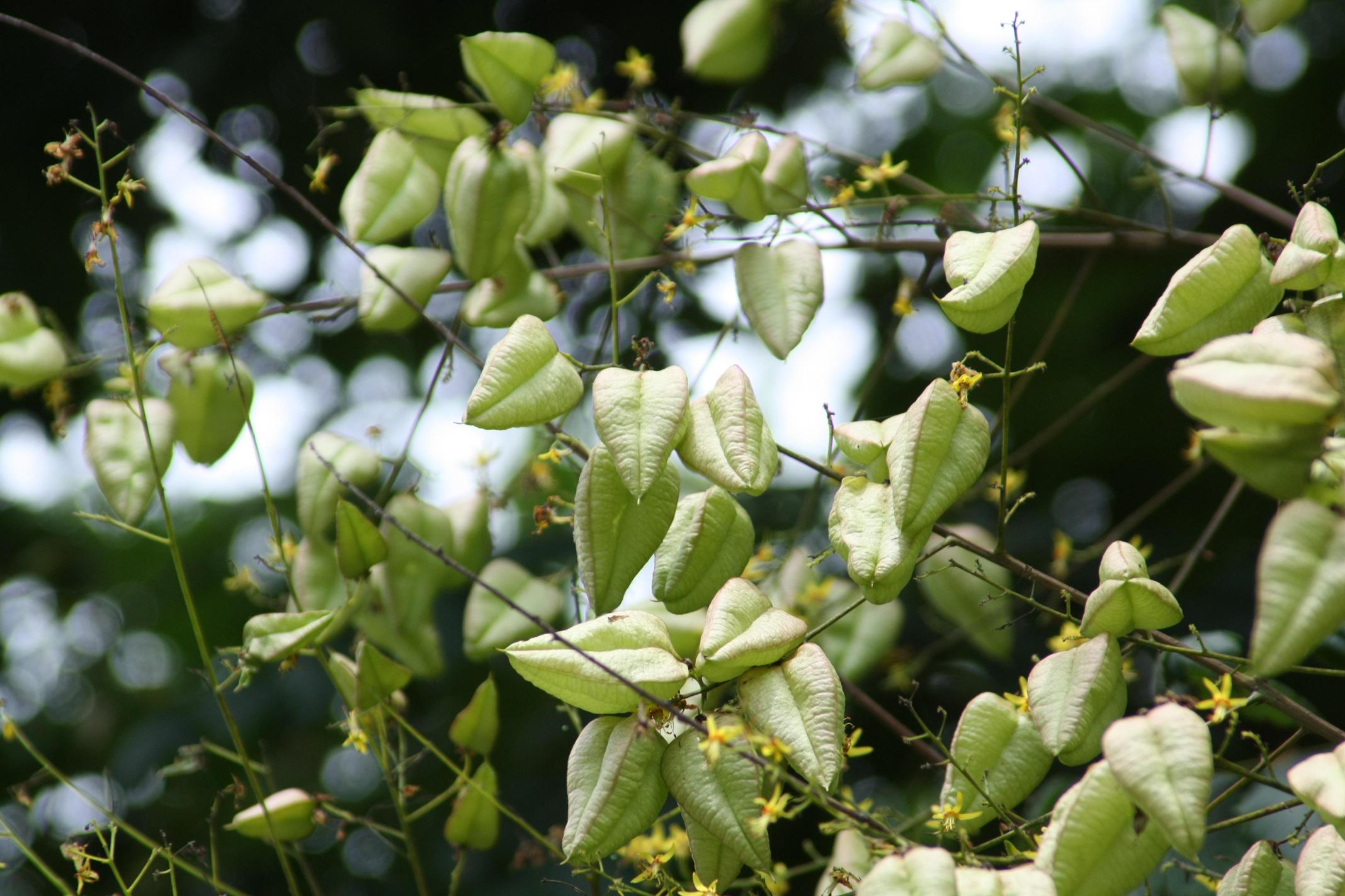 모감주나무 이미지