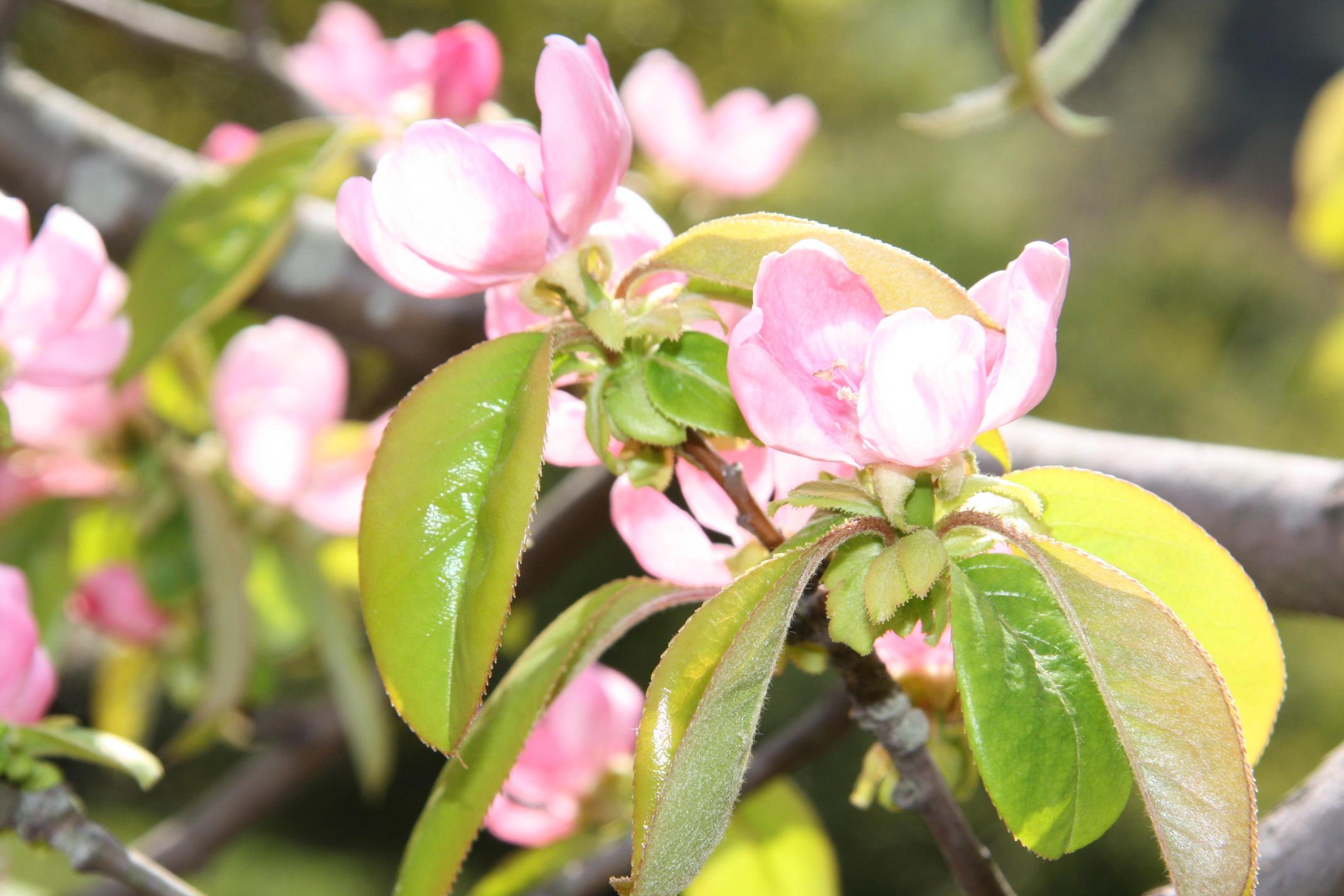 모과나무 이미지